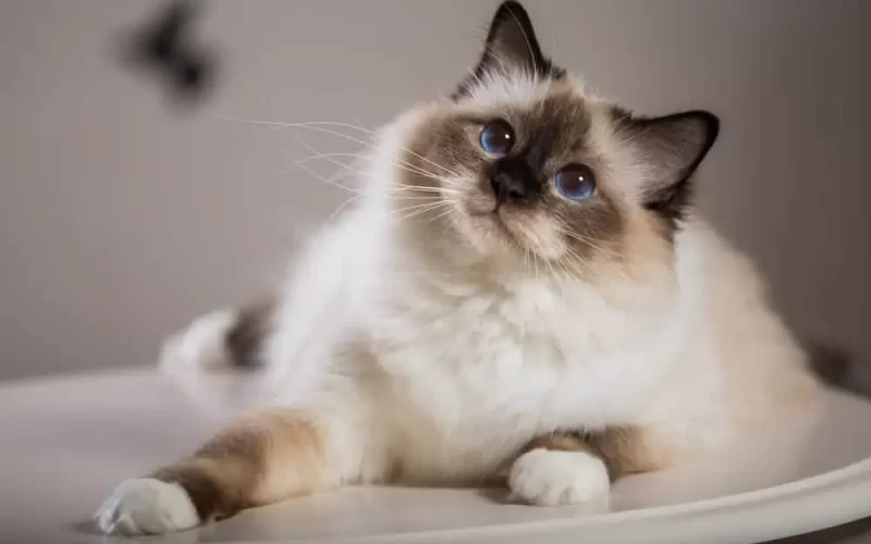 Birman Kedi Irkı Özellikleri, Karakteri, Bakımı ve Beslenmesi